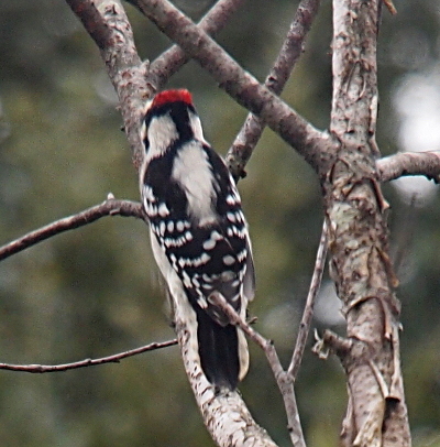 [This is a nearly straight-on view of the back of the woodpecker perched on a vertical branch. It has a red patch along the top of its head. Below the red is a black section which is the top of a black T shape on its head. On either side of the T are white patches and there is a large white patch on the center of its back. The tips of its wing feathers are white while the rest is black giving it a 'white-dotted' appearance. ]